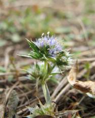 Fotografia da espécie Eryngium viviparum