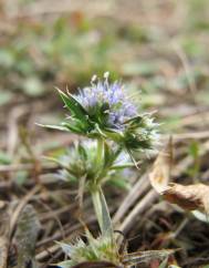 Eryngium viviparum