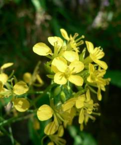 Fotografia da espécie Erucastrum nasturtiifolium