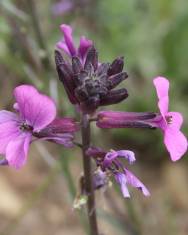 Fotografia da espécie Erysimum lagascae