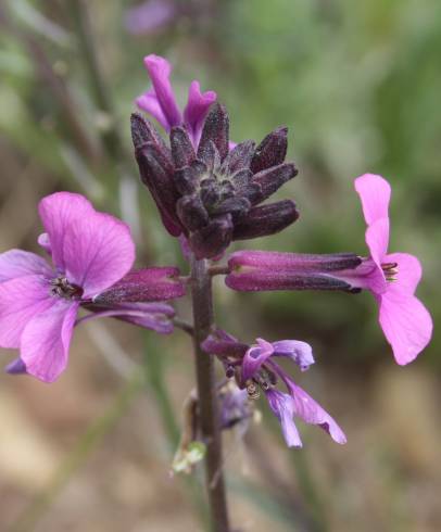 Fotografia de capa Erysimum lagascae - do Jardim Botânico