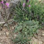 Fotografia 5 da espécie Erysimum lagascae do Jardim Botânico UTAD