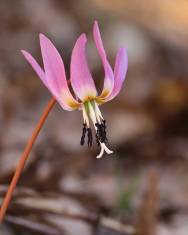 Fotografia da espécie Erythronium dens-canis