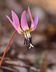 Erythronium dens-canis