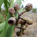 Fotografia 6 da espécie Eucalyptus citriodora do Jardim Botânico UTAD