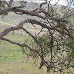 Fotografia 7 da espécie Eucalyptus citriodora do Jardim Botânico UTAD