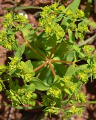 Fotografia da espécie Euphorbia pterococca