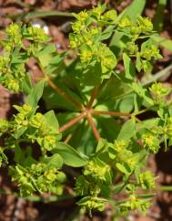 Euphorbia pterococca