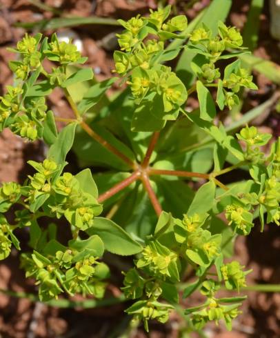 Fotografia de capa Euphorbia pterococca - do Jardim Botânico