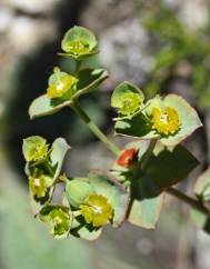 Euphorbia transtagana