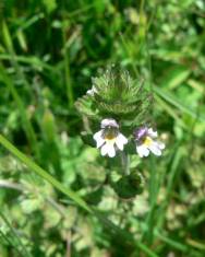 Fotografia da espécie Euphrasia hirtella