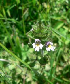 Fotografia da espécie Euphrasia hirtella