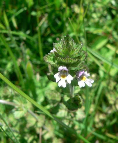 Fotografia de capa Euphrasia hirtella - do Jardim Botânico