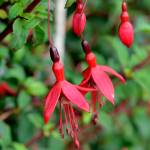 Fotografia 9 da espécie Fuchsia magellanica do Jardim Botânico UTAD