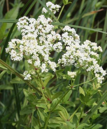 Fotografia de capa Galium broterianum - do Jardim Botânico