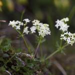 Fotografia 1 da espécie Galium rotundifolium do Jardim Botânico UTAD