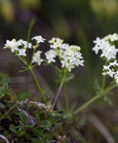 Fotografia de capa Galium rotundifolium - do Jardim Botânico