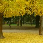 Fotografia 7 da espécie Ginkgo biloba do Jardim Botânico UTAD