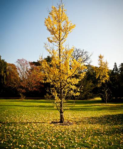 Fotografia de capa Ginkgo biloba - do Jardim Botânico