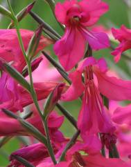 Gladiolus communis