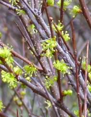 Flueggea tinctoria