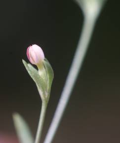 Fotografia da espécie Exaculum pusillum