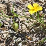 Fotografia 5 da espécie Fumana procumbens do Jardim Botânico UTAD