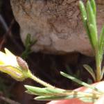 Fotografia 7 da espécie Fumana procumbens do Jardim Botânico UTAD