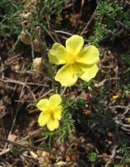 Fumana procumbens