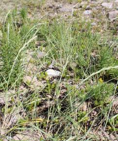 Fotografia da espécie Elymus farctus