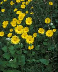 Fotografia da espécie Doronicum plantagineum