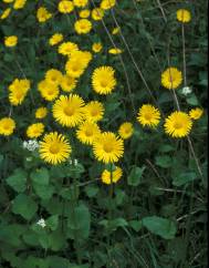 Doronicum plantagineum