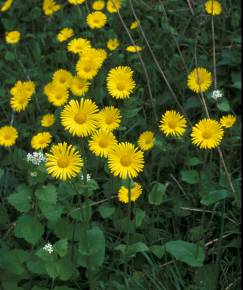 Fotografia da espécie Doronicum plantagineum