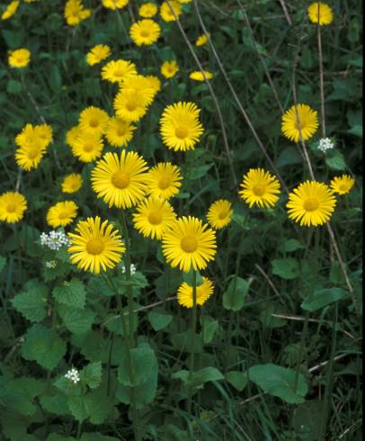 Fotografia de capa Doronicum plantagineum - do Jardim Botânico