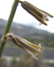 Fotografia da espécie Dipcadi serotinum subesp. serotinum