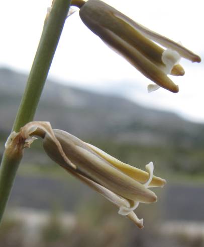 Fotografia de capa Dipcadi serotinum subesp. serotinum - do Jardim Botânico