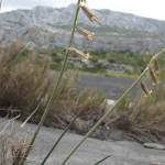 Fotografia 8 da espécie Dipcadi serotinum subesp. serotinum do Jardim Botânico UTAD