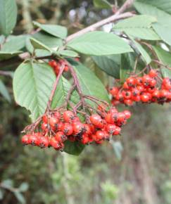 Fotografia da espécie Cotoneaster franchetii