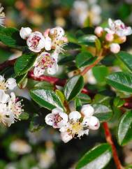 Cotoneaster microphyllus