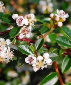 Fotografia da espécie Cotoneaster microphyllus