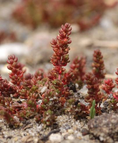 Fotografia de capa Crassula tillaea - do Jardim Botânico