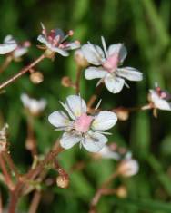 Fotografia da espécie Saxifraga spathularis