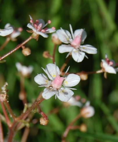 Fotografia de capa Saxifraga spathularis - do Jardim Botânico