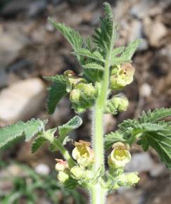 Fotografia da espécie Scrophularia grandiflora