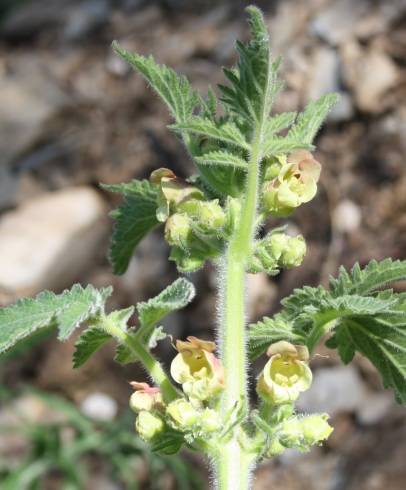 Fotografia de capa Scrophularia grandiflora - do Jardim Botânico