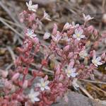 Fotografia 10 da espécie Sedum brevifolium do Jardim Botânico UTAD