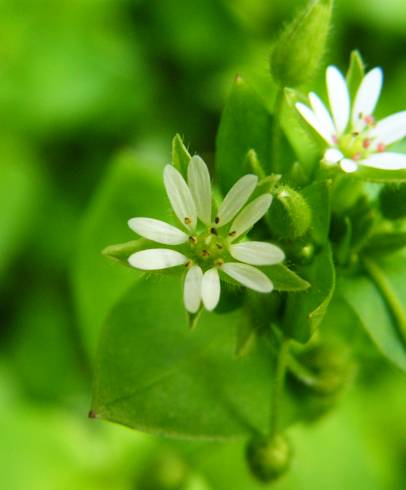 Fotografia de capa Stellaria media - do Jardim Botânico