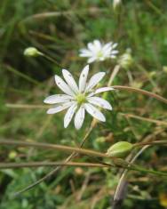 Fotografia da espécie Stellaria graminea