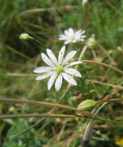 Fotografia da espécie Stellaria graminea