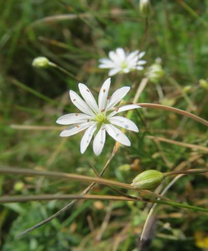 Fotografia de capa Stellaria graminea - do Jardim Botânico